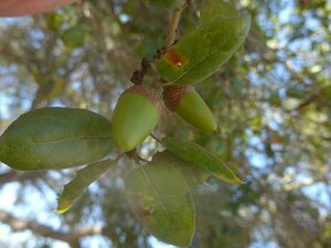Quercus agrifolia Fruit